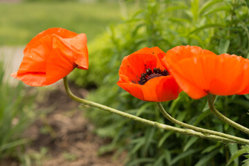 three orange flowers with stems in the garden
