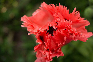 flower with fancy edge viewed from the top