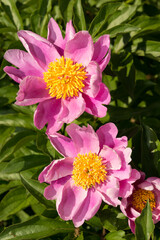 Obraz premium pink flowers