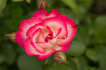 pink and white flower with buds in the garden