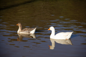 white goose swimming in the lake