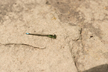 dragonfly (damselfly) on a stone