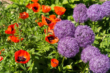 flowers in the garden (orange poppies and violet allium blossoms) - obrazy, fototapety, plakaty
