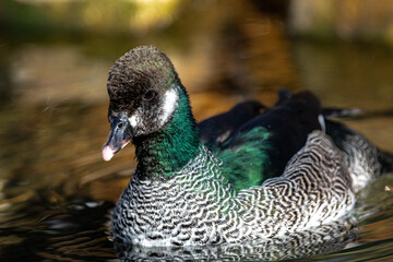 Male Green Pygmy Goose (Nettapus pulchellus)