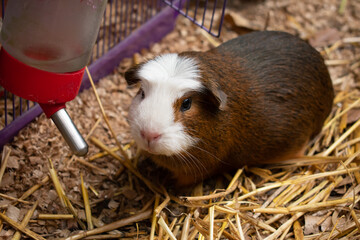 Close up of a brown and white Guinea pig or andean 