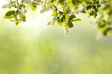 Spring natural background, floral art. White cherry flowers, summer nature. Green eco-friendly design.
