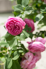 sunny day in the rose garden