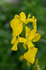 Iris pseudacorus