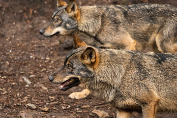 Two Iberian wolves that are part of a bigger wolfpack walking in the forest following the alpha male and female. Zamora, Spain.