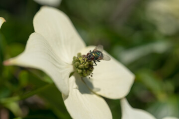 fly on a flower
