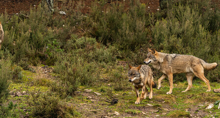 Two Iberian wolves that are part of a bigger wolfpack walking in the forest following the alpha male and female. Zamora, Spain. - obrazy, fototapety, plakaty