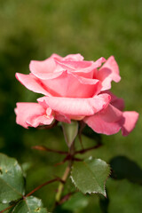 pink rose