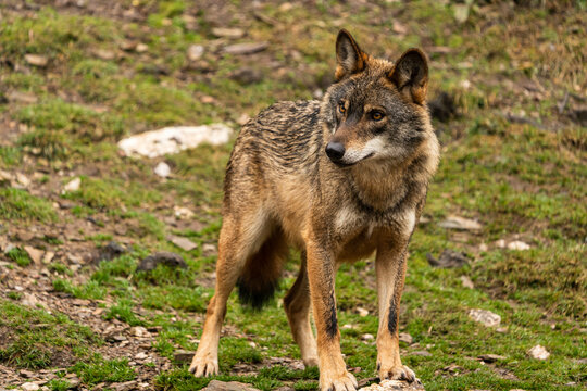 Photo of an Iberian wolf that was rescued from a zoo and lives in semi-freedom in the Iberian Wolf Centre in Zamora, Spain.