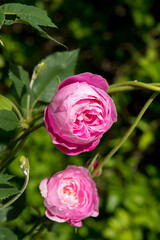 two flowers overcome with weeds