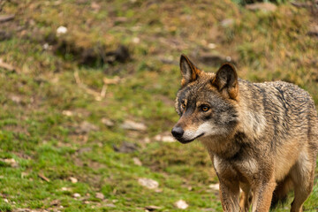 Fototapeta premium Photo of an Iberian wolf that was rescued from a zoo and lives in semi-freedom in the Iberian Wolf Centre in Zamora, Spain.