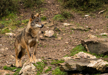 Photo of an Iberian wolf that was rescued from a zoo and lives in semi-freedom in the Iberian Wolf Centre in Zamora, Spain.