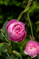 deep pink flowers with vine weeds in the sun