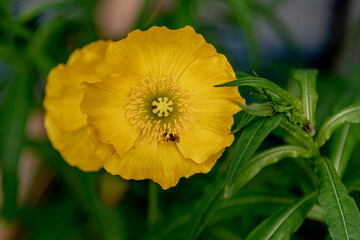 Close up, macro shot of a stunning, bright yellow poppy flowers seen in wild, natural environment. Papaver cambricum.