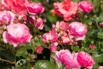 rosa and buds in a garden