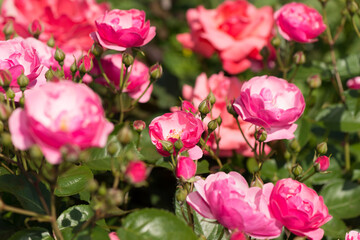 Fototapeta na wymiar rosa and buds in a garden
