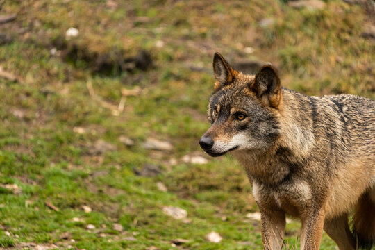 Photo of an Iberian wolf that was rescued from a zoo and lives in semi-freedom in the Iberian Wolf Centre in Zamora, Spain.