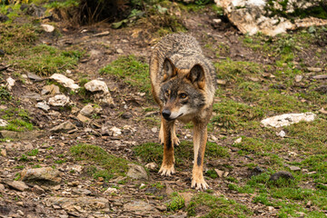 Photo of an Iberian wolf that was rescued from a zoo and lives in semi-freedom in the Iberian Wolf Centre in Zamora, Spain.