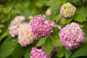 pink hydrangea blossoms in even, blond light