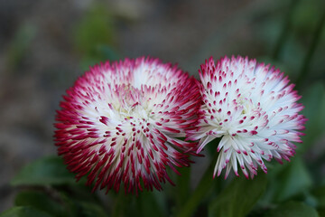  red Daisy. Colored chamomile flower. White red small  flowers with blurred focus on a green background. Floral natural background. Beauty in nature. Delicate Daisy . Summer flowers