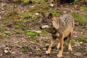 Naklejka na ściany i meble Photo of an Iberian wolf that was rescued from a zoo and lives in semi-freedom in the Iberian Wolf Centre in Zamora, Spain.