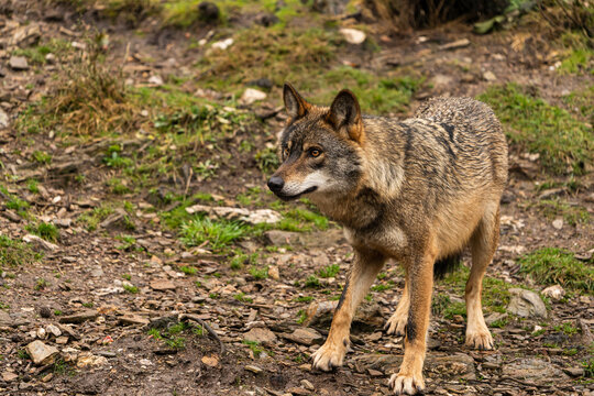 Photo of an Iberian wolf that was rescued from a zoo and lives in semi-freedom in the Iberian Wolf Centre in Zamora, Spain.