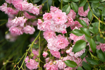 bunches of pink flowers (rosa) with leaves