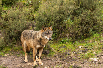 Photo of an Iberian wolf that was rescued from a zoo and lives in semi-freedom in the Iberian Wolf Centre in Zamora, Spain.