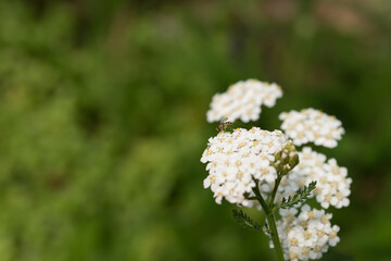 close up of white Achillea millefolium flowers