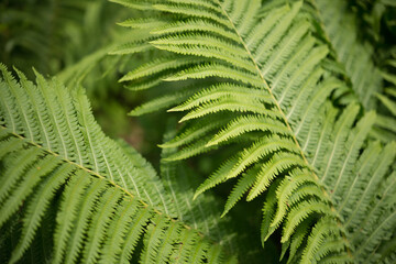 fern leaves