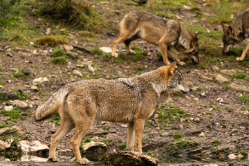 Naklejka na ściany i meble Close-up photo of an Iberian wolf with two of his siblings in the background who are looking for any trace that any prey may have left. Zamora, Spain.