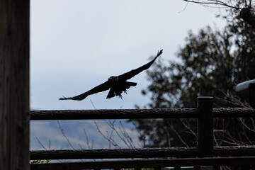 EOSRP.山口錦帯橋、飛鳥カラス。