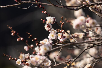 EOSRP.山口錦帯橋、2021の桜。