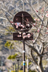 EOSRP.山口錦帯橋、標識裏の桜。