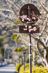 EOSRP.山口錦帯橋、桜と道ぼかし。