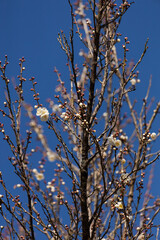EOSRP.山口岩国、桜二分咲き。