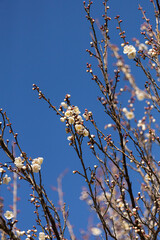 EOSRP.山口岩国、桜四分咲き。