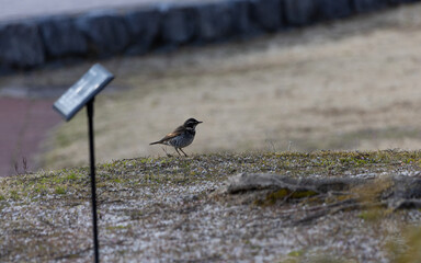 EOSRP.山口錦帯橋、シロハラ。多分。