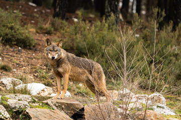 Naklejka na ściany i meble Photo of a lonely Iberian wolf walking in the forest while looking for prey to hunt in Zamora, Spain.