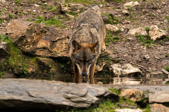 Close-up photo of an Iberian wolf drinking water from an artificial pond built by the farmers in the mountain so their animals can stop and drink during summer.