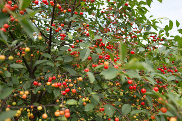 partly ripe sour cherries with leaves
