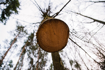 Wycinka drzew - logging