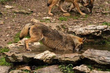 Close-up photo of an Iberian wolf taking a bath in an artificial pond built by the farmers in the...