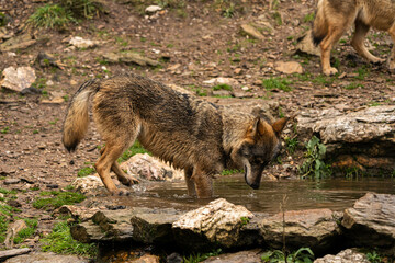 Naklejka na ściany i meble Close-up photo of an Iberian wolf drinking water from an artificial pond built by the farmers in the mountain so their animals can stop and drink during summer.