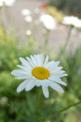 daisies in the garden