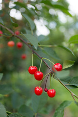 sour cherries on the branch